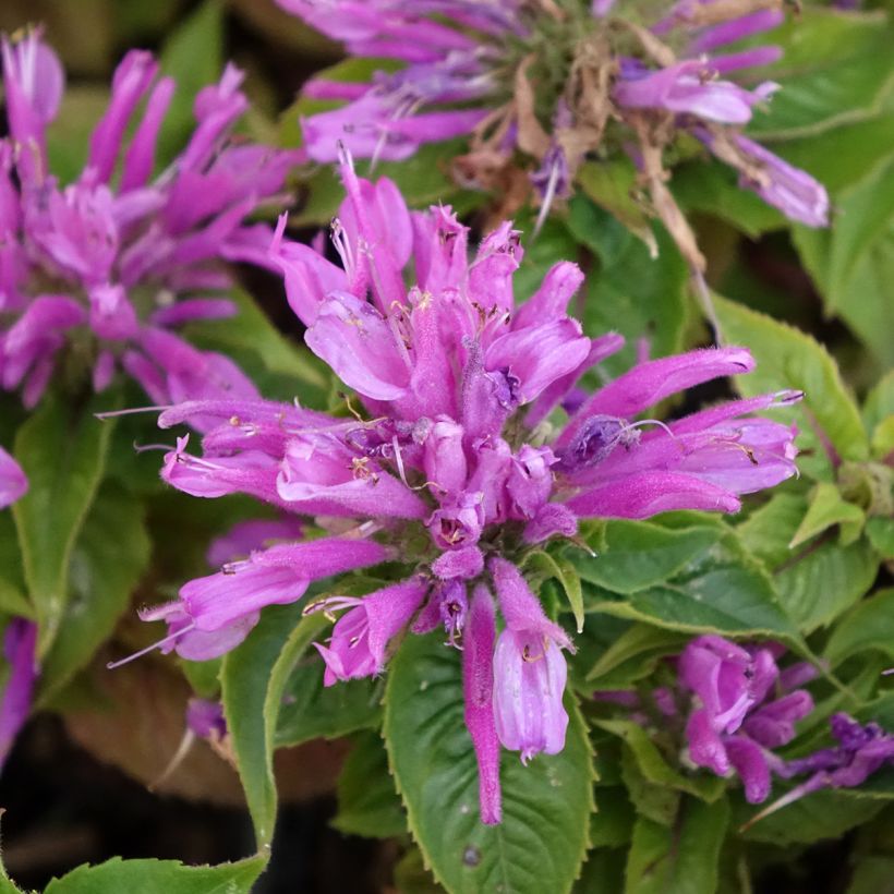 Monarde Petite Delight - Bergamote naine, rose franc. (Floraison)