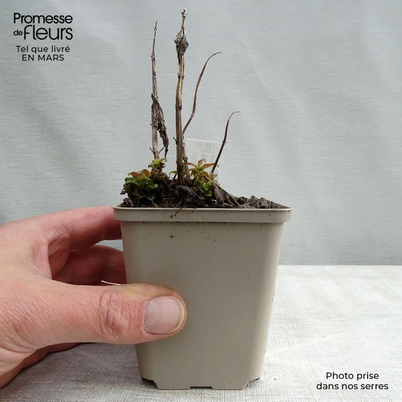 Spécimen de Monarde Pink Lace - Bergamote compacte, rose foncé Godet de 7/8 cm tel que livré au printemps