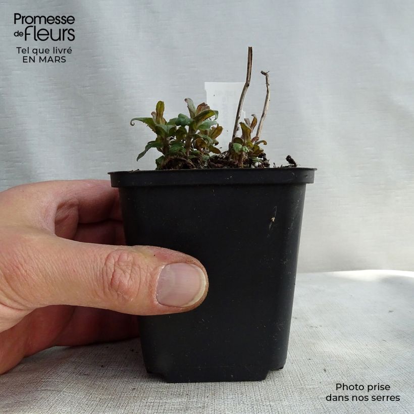 Spécimen de Monarde Purple Lace - Bergamote Godet de 8/9 cm tel que livré au printemps