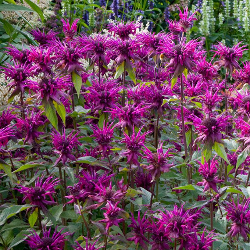Monarde Scorpion - Bergamote lie-de-vin (Floraison)