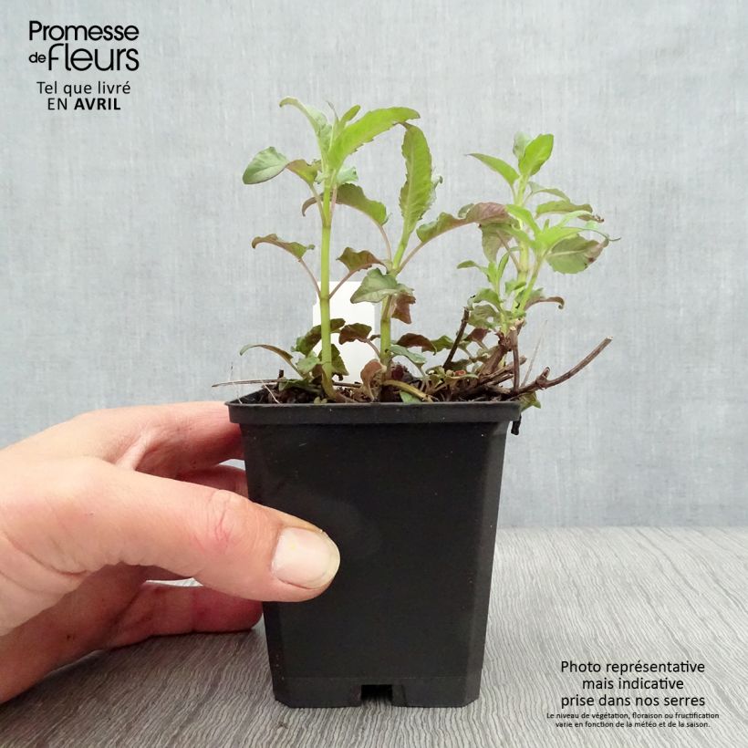 Spécimen de Monarde Scorpion - Bergamote lie-de-vin Godet de 8/9 cm tel que livré au printemps