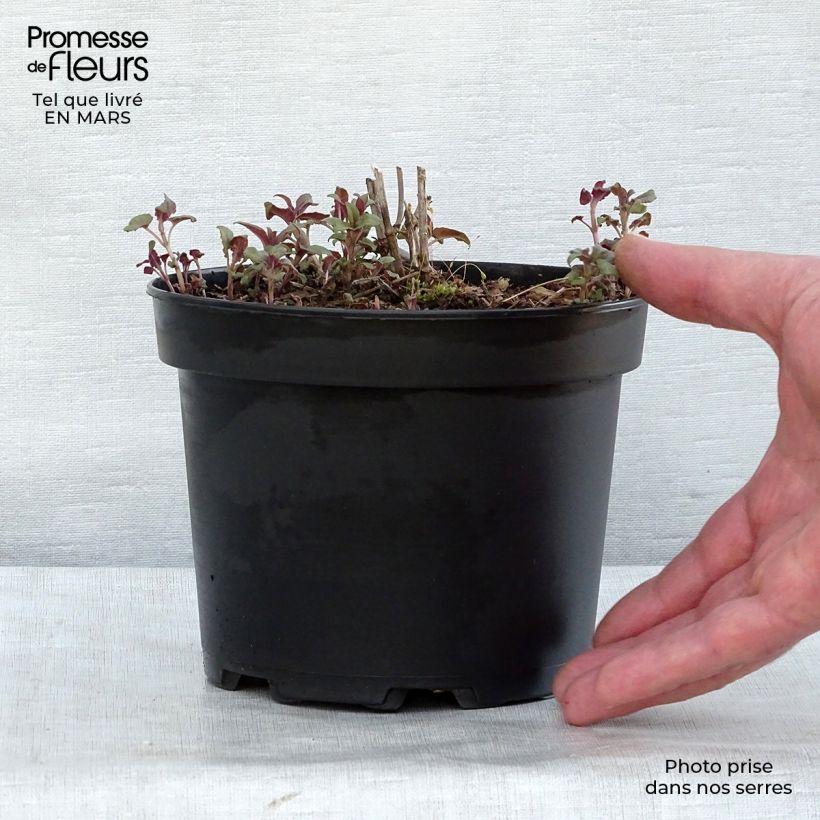 Spécimen de Monarde Scorpion - Bergamote lie-de-vin Pot de 2L/3L tel que livré au printemps