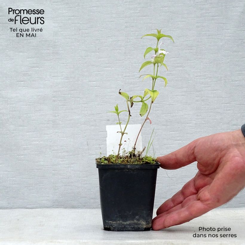 Spécimen de Monarde bradburiana - Bergamote sauvage Godet de 8/9 cm tel que livré au printemps