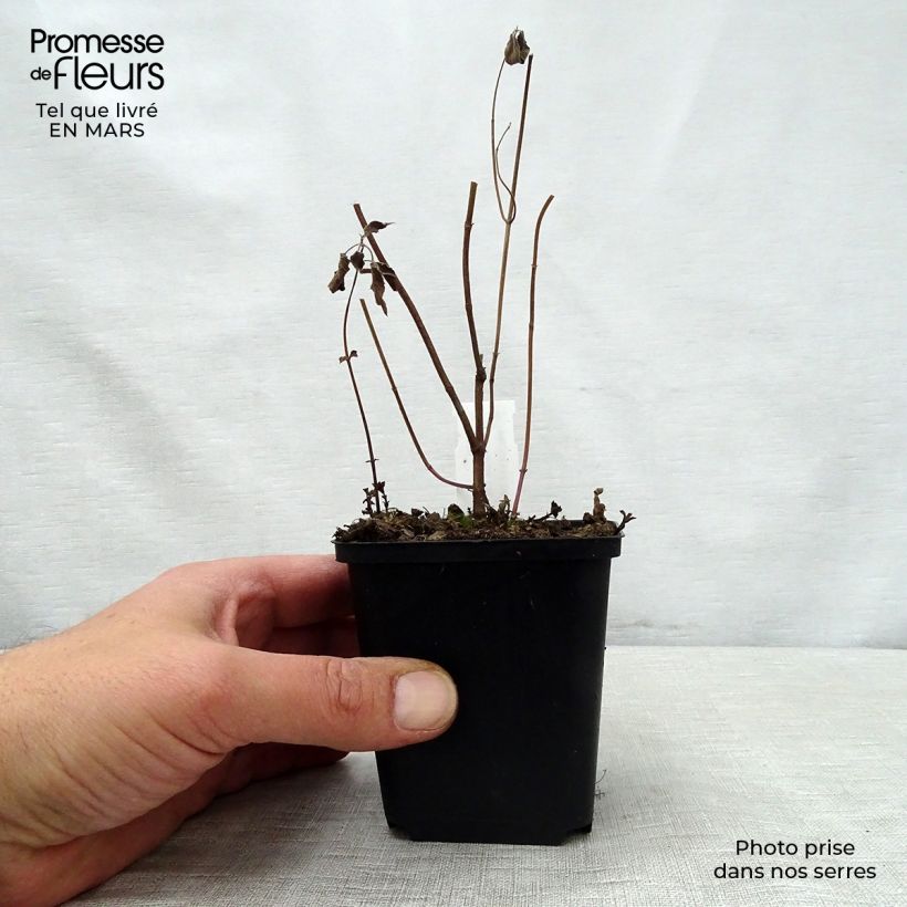 Spécimen de Monarde fistulosa menthifolia - Bergamote sauvage Godet de 8/9 cm tel que livré au printemps