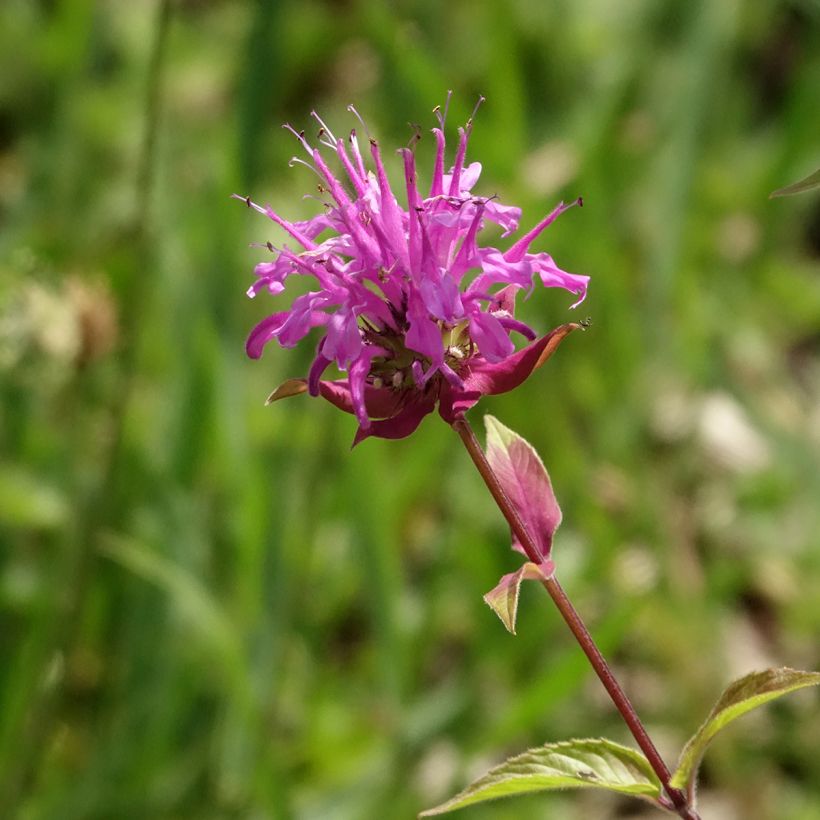 Monarde fistulosa menthifolia - Bergamote sauvage (Floraison)