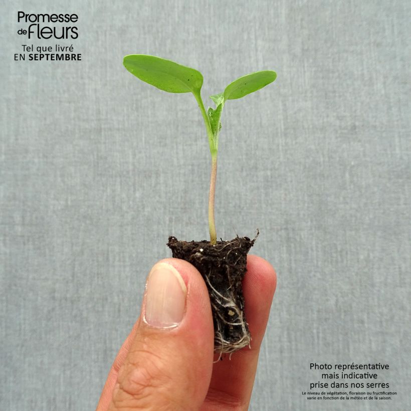 Spécimen de Monnaie du Pape - Lunaria annua Mini-motte Ø 1,5/2,5 cm, Plant vert de 3 à 5 cm de haut environ tel que livré en automne