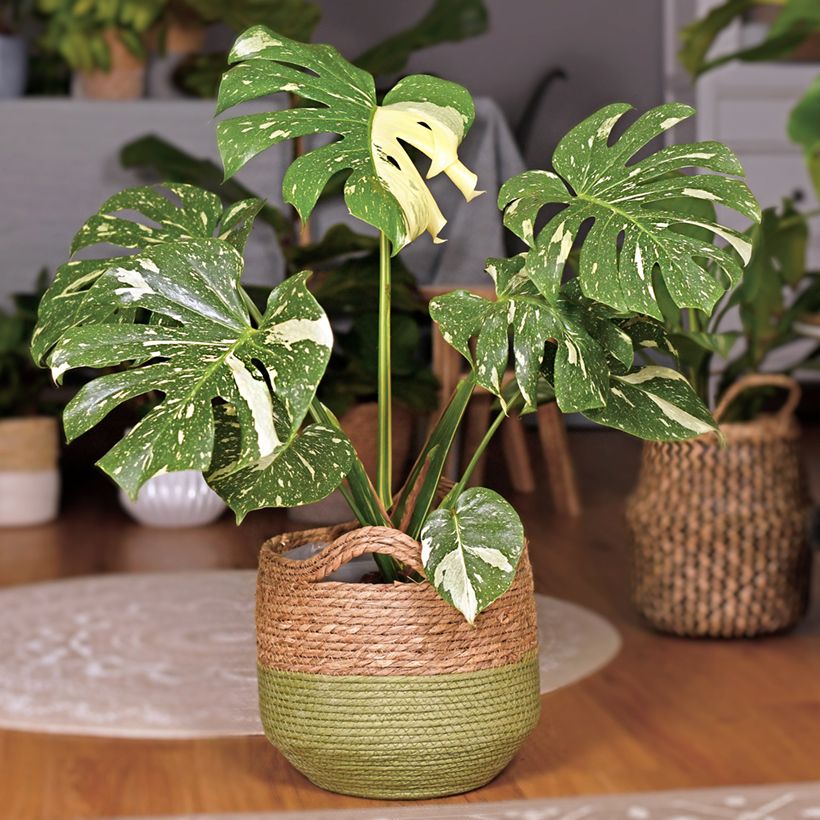 Monstera Thai Constellation (Port)