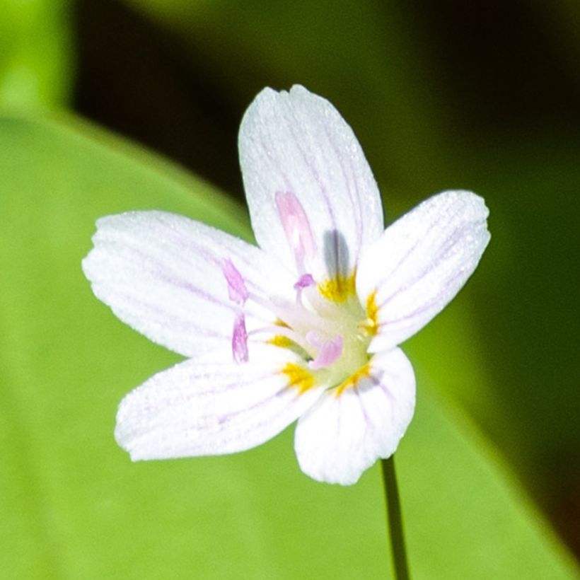 Montia ou Claytonia sibirica Alba (Floraison)