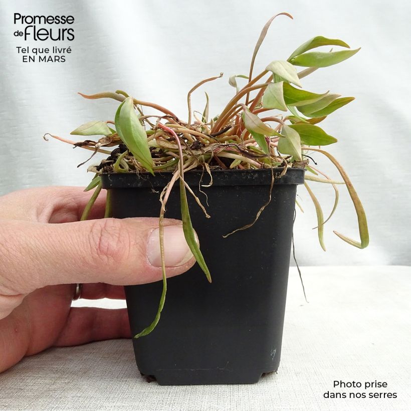 Spécimen de Montia ou Claytonia sibirica Godet de 8/9 cm tel que livré au printemps