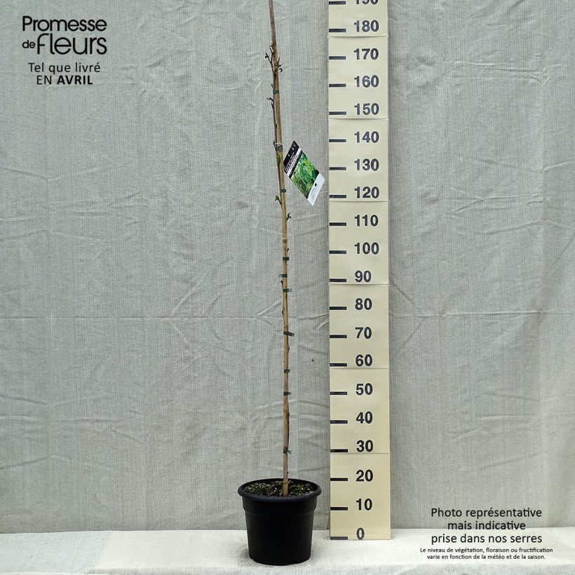 Example of Morus kagayamae (bombycis) - Mûrier platane Pot de 7,5L/10L as you get in printemps
