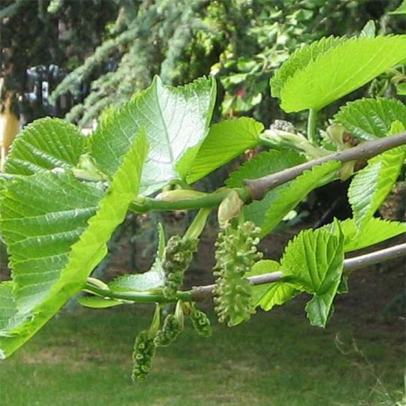 Morus nigra - Mûrier noir (Foliage)