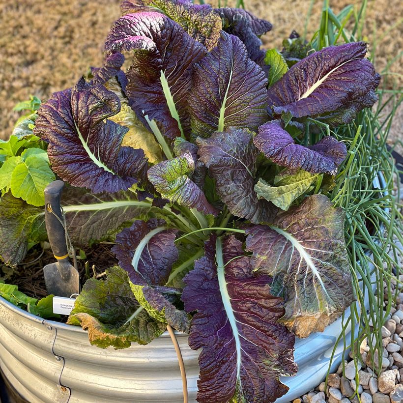 Moutarde Red Giant Bio - Ferme de Sainte Marthe (Port)