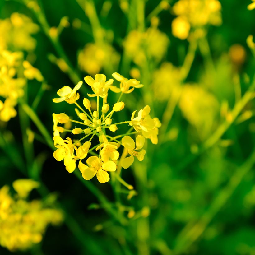 Moutarde blanche - Engrais vert  (Floraison)