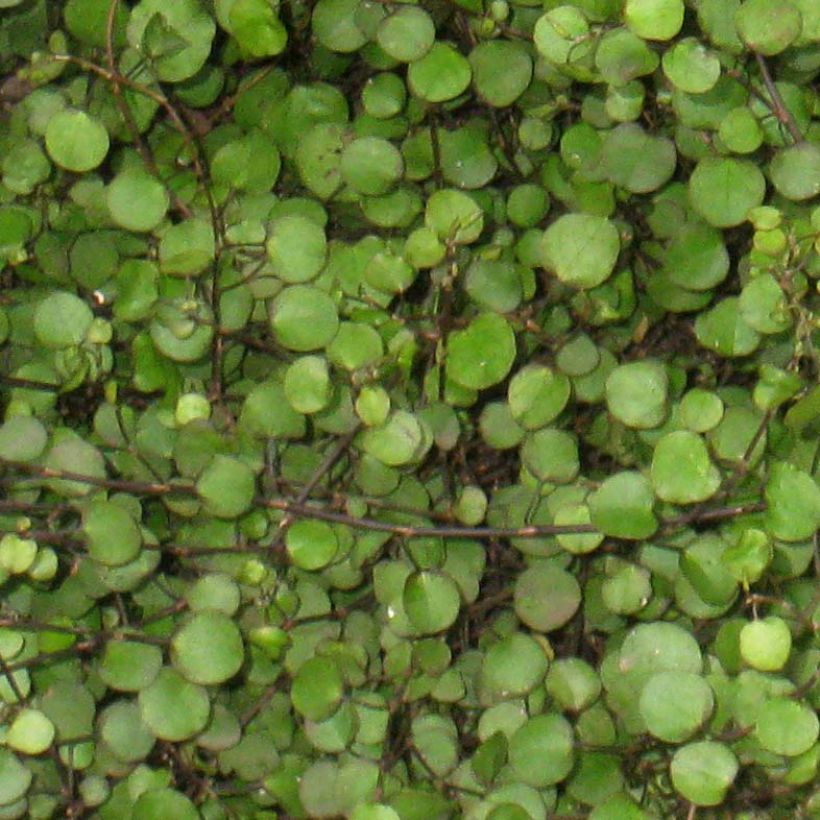 Muehlenbeckia axillaris - Muehlenbeckie rampante. (Foliage)