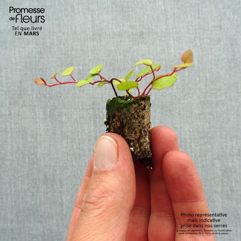 Spécimen de Muehlenbeckia complexa Golden Girl - Muehlenbeckie Mini-motte Ø 3/4 cm tel que livré au printemps