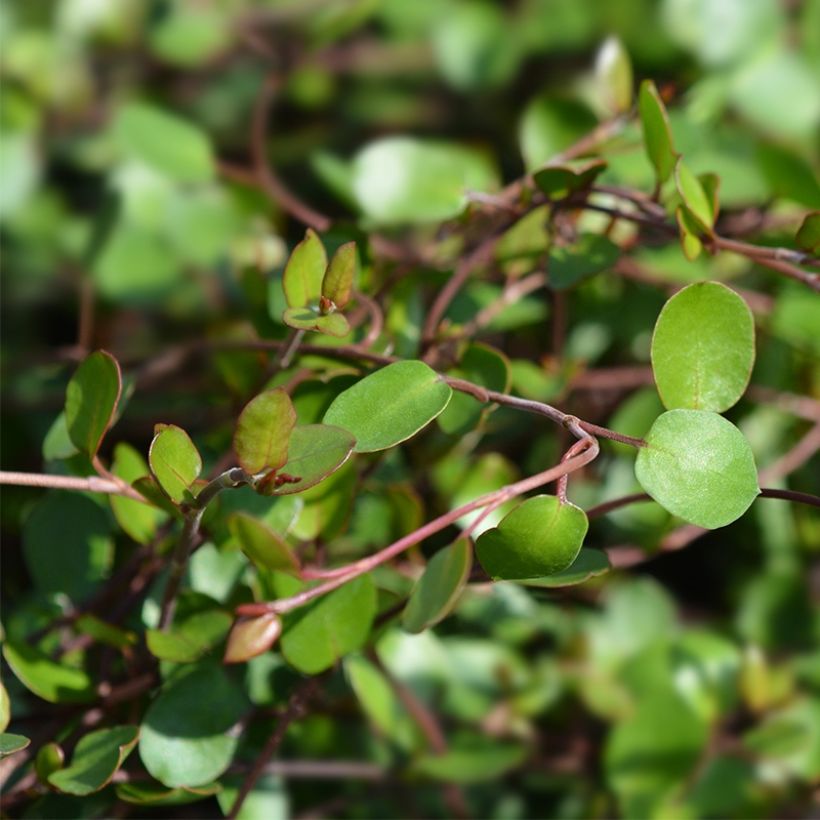Muehlenbeckia complexa Sealand Compact (Foliage)