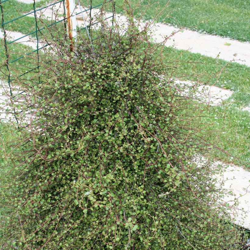 Muehlenbeckia complexa  (Plant habit)