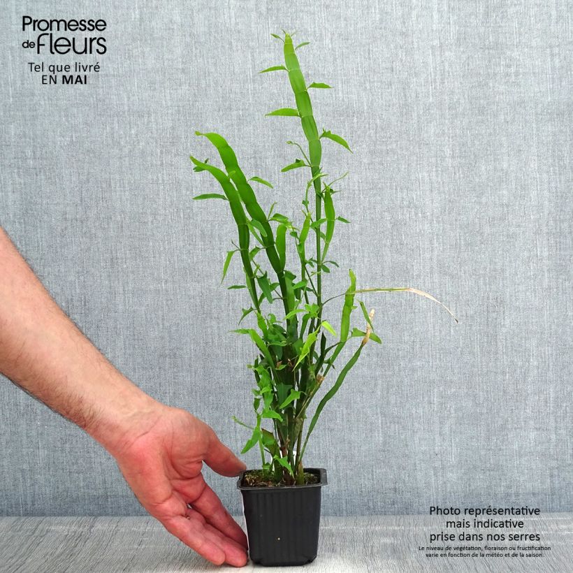 Example of Muehlenbeckia platyclada - Plante ruban Godet de 8/9 cm as you get in printemps