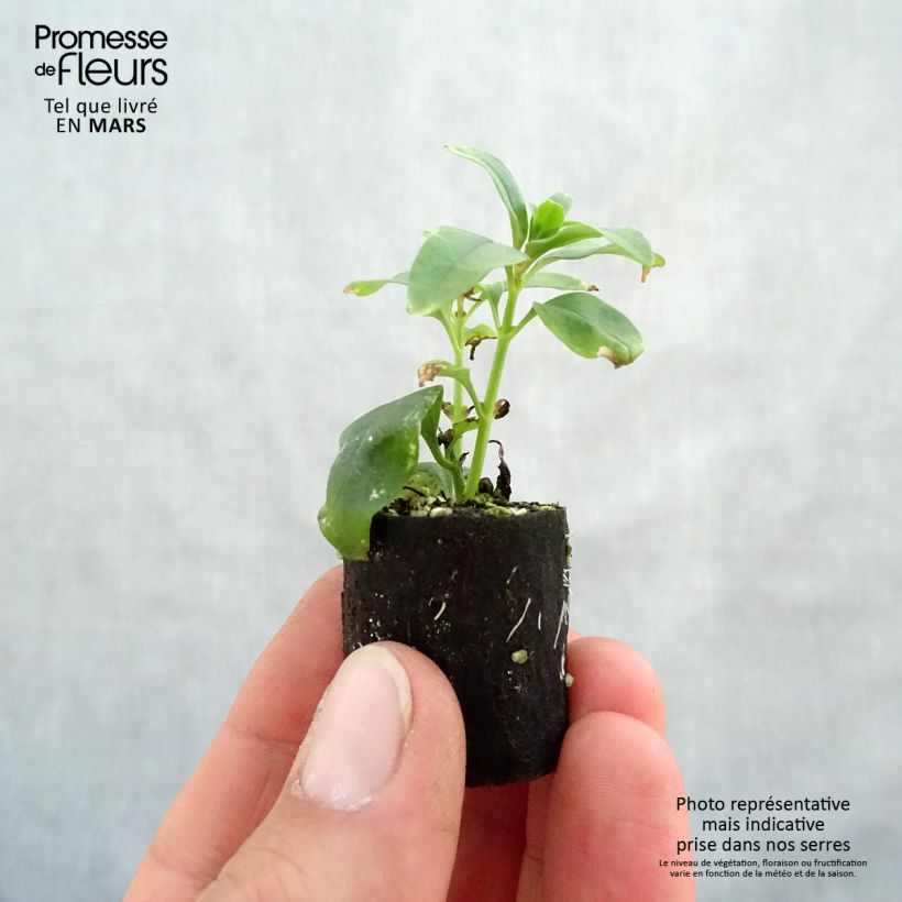 Spécimen de Muflier Fruit Salad Up Apricot Mini-motte Ø 3/4 cm tel que livré au printemps