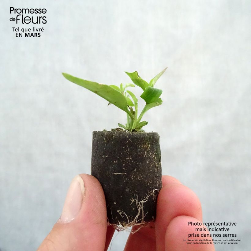 Example of Muflier Fruit Salad Up Purple Mini-motte Ø 3/4 cm as you get in printemps