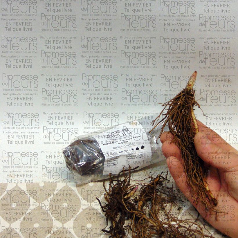 Exemple de spécimen de Muguet Blanc - Convallaria majalis Bulbe, Calibre I, de taille à fleurir tel que livré