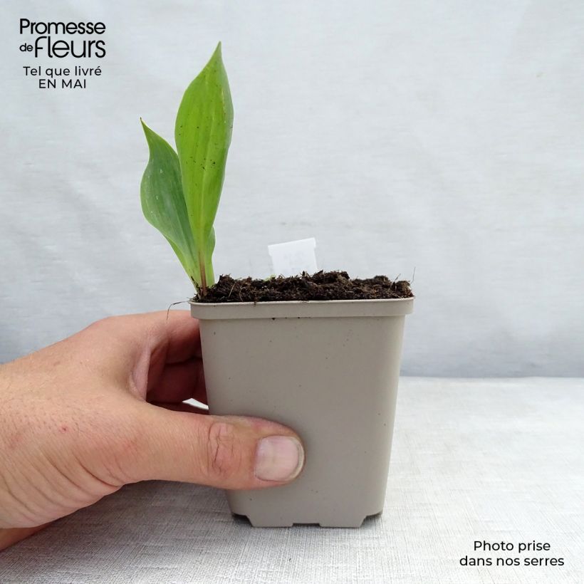 Spécimen de Muguet Blanc - Convallaria majalis Godet de 8/9 cm tel que livré au printemps