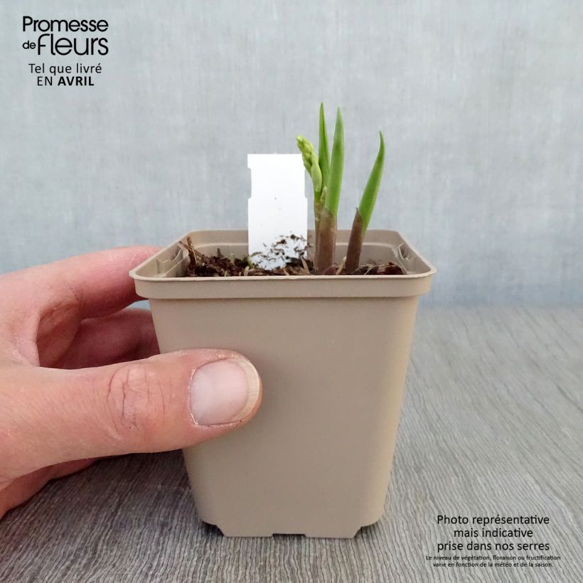 Example of Muguet - Convallaria majalis Bordeaux Godet de 8/9 cm as you get in printemps