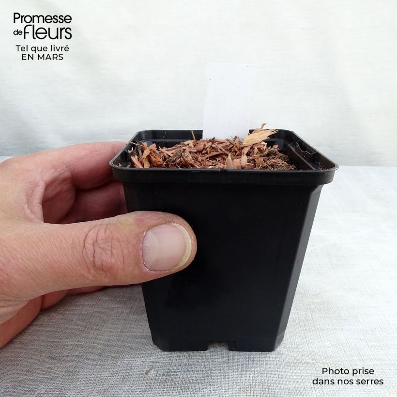 Spécimen de Muguet Rose - Convallaria majalis Rosea Godet de 8/9 cm tel que livré au printemps