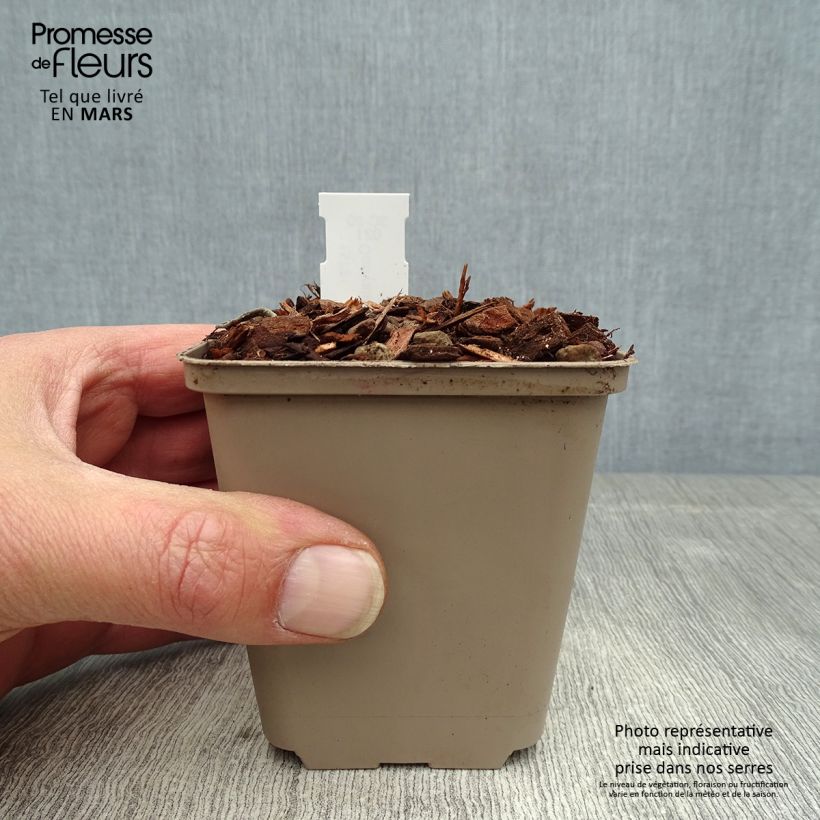 Example of Muguet à bouquets - Convallaria majalis Doreen Godet de 8/9 cm as you get in printemps