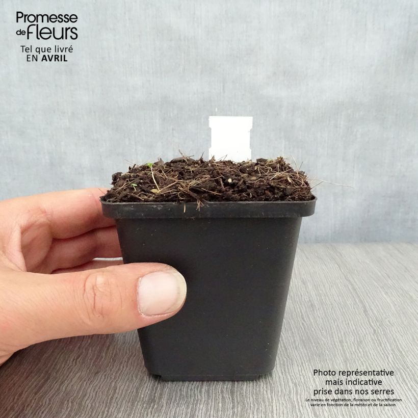 Spécimen de Muguet double - Convallaria majalis Prolificans Godet de 8/9 cm tel que livré au printemps