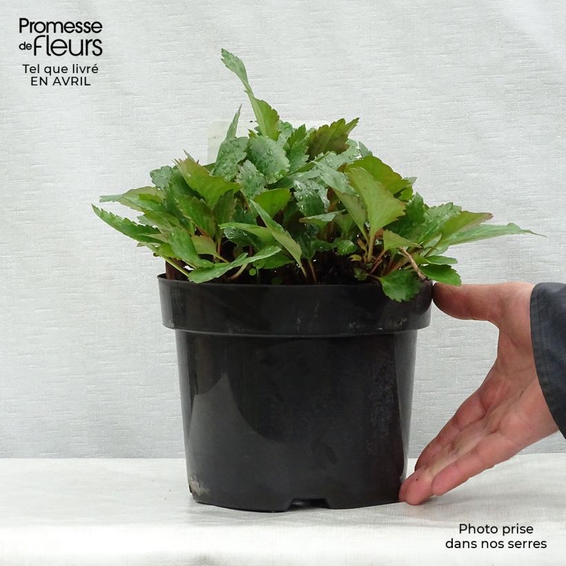 Spécimen de Mukgenia Nova Flame Pot de 3L/4L tel que livré au printemps