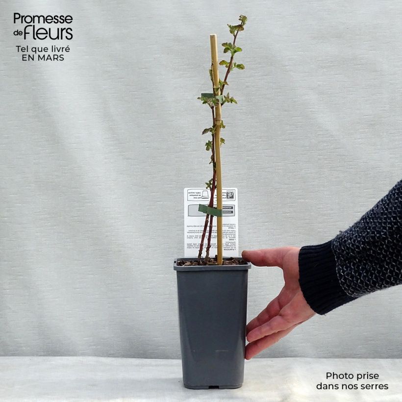 Spécimen de Mûre Buckingham Tayberry Bio  Pot de 1,5L/2L tel que livré au printemps