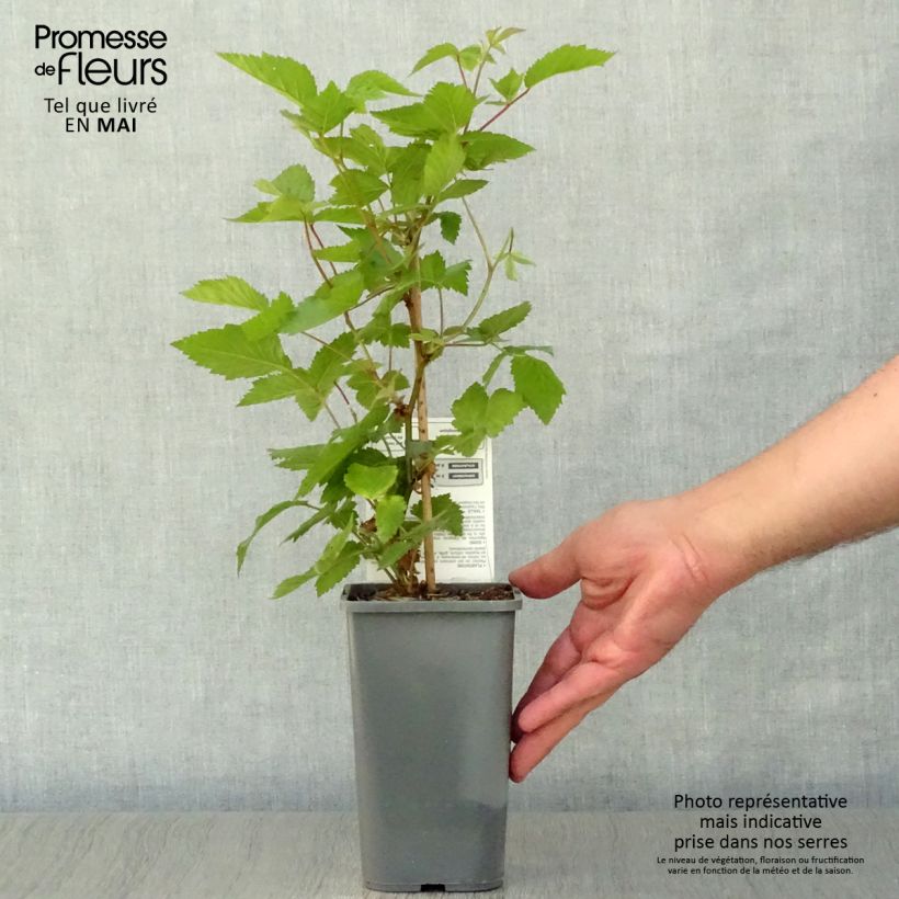 Spécimen de Mûre Dirksen Bio Pot de 1L/1,5L tel que livré au printemps