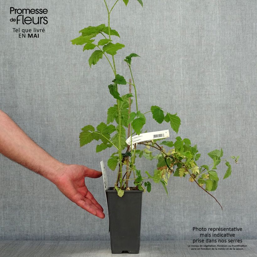 Spécimen de Mûre Medana Tayberry - Mûre-framboise Pot de 1,5L/2L tel que livré au printemps