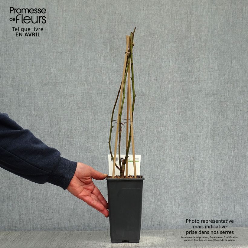 Spécimen de Mûre remontante Reuben Pot de 1,5L/2L tel que livré au printemps