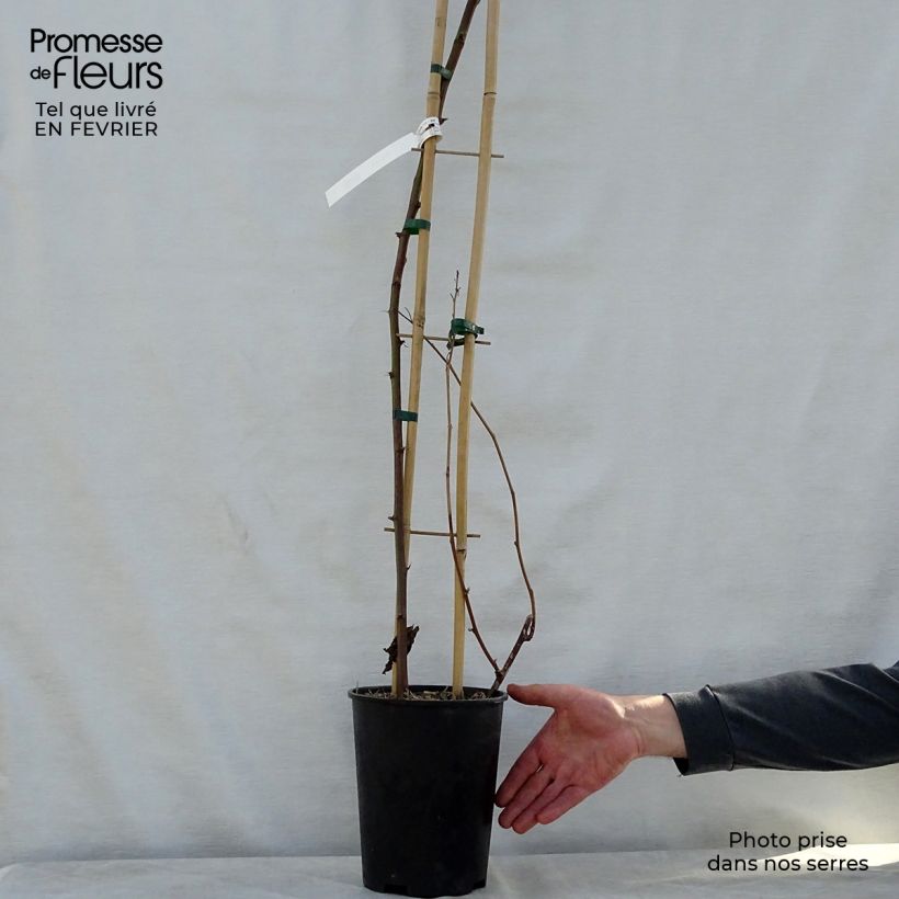 Spécimen de Mûre remontante Reuben Pot de 4L/5L, Touffe tel que livré en hiver