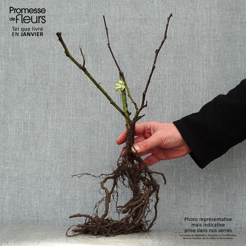 Spécimen de Mûre remontante Reuben Racines nues tel que livré en hiver