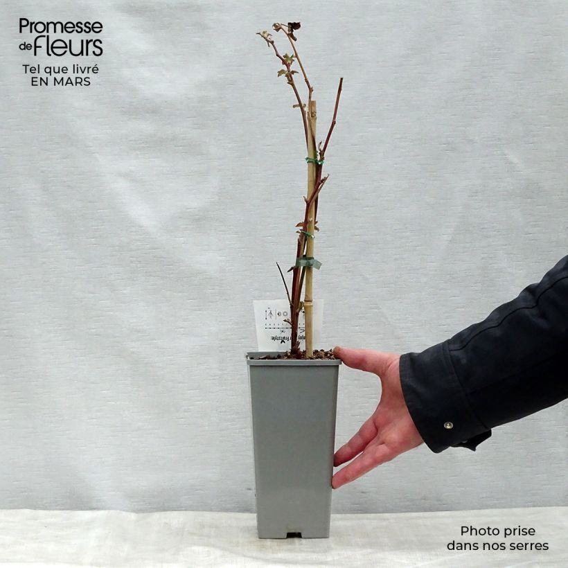 Spécimen de Mûre sans épines Black Satin Pot de 1,5L/2L, Touffe tel que livré au printemps