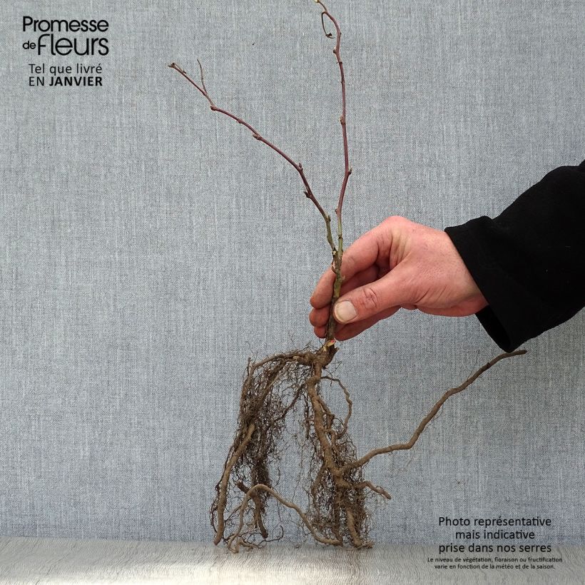 Spécimen de Mûre sans épines Jumbo Pot de 1,5L/2L tel que livré en hiver