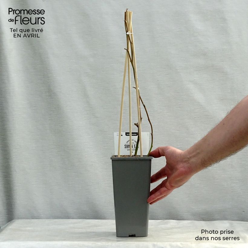 Spécimen de Mûre sans épines Loch Ness Pot de 1,5L/2L, Touffe tel que livré au printemps