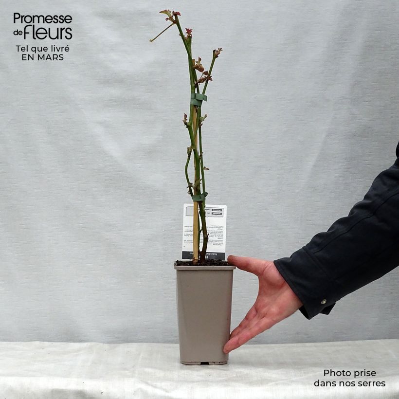 Spécimen de Mûre sans épines Navaho Pot de 1,5L/2L, Touffe tel que livré au printemps