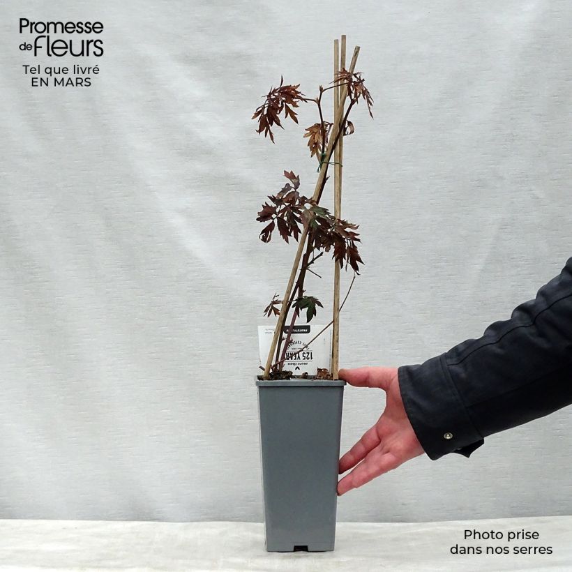 Spécimen de Mûre sans épines Thornless Evergreen Pot de 1,5L/2L, Touffe tel que livré au printemps