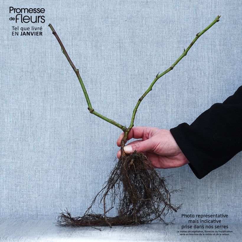 Spécimen de Mûrier sans épines Triple Crown Racines nues tel que livré en hiver