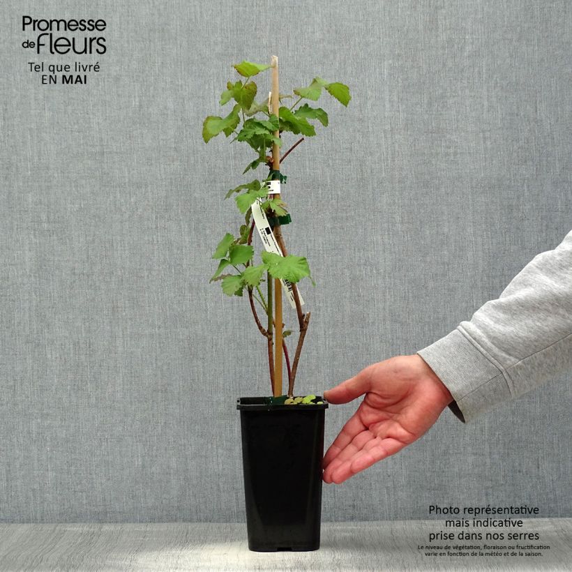 Spécimen de Mûre tayberry Bounty Berry - Mûre-framboise Pot de 1,5L/2L tel que livré au printemps