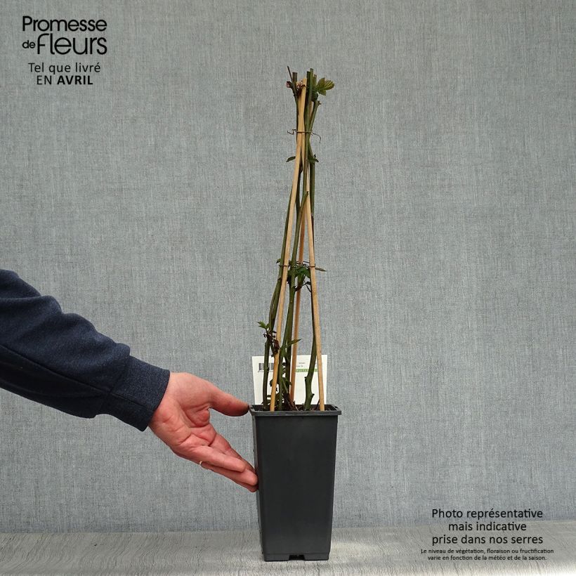 Spécimen de Mûrier sans épines Triple Crown Pot de 1,5L/2L, Touffe tel que livré au printemps