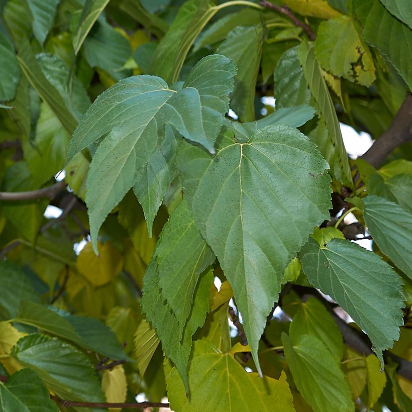 Mûrier blanc King's White - Morus alba var. laevigata (Foliage)