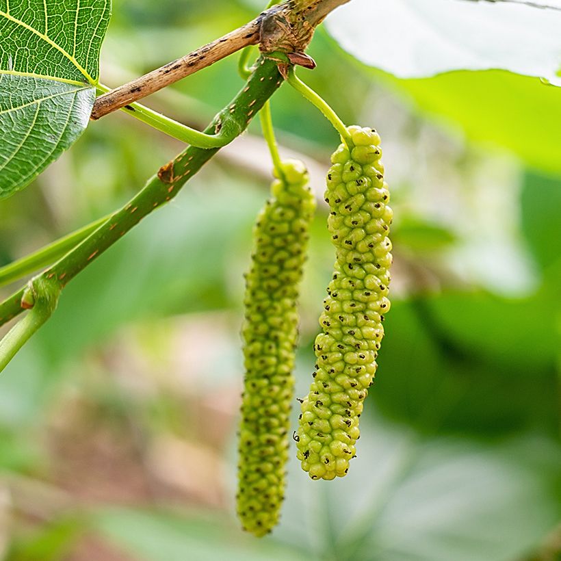 Mûrier blanc King's White - Morus alba var. laevigata (Harvest)