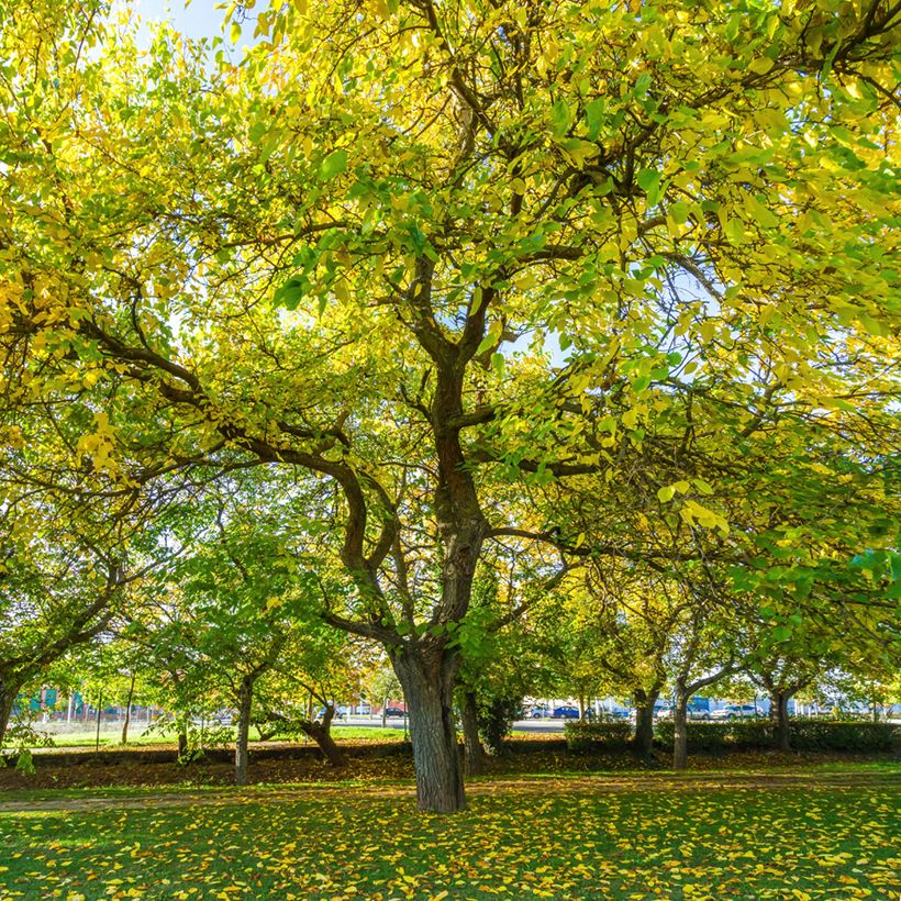 Mûrier blanc King's White - Morus alba var. laevigata (Plant habit)