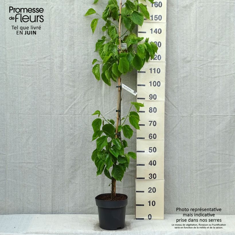 Example of Mûrier blanc King's White - Morus alba var. laevigata Pot de 4L/5L as you get in printemps