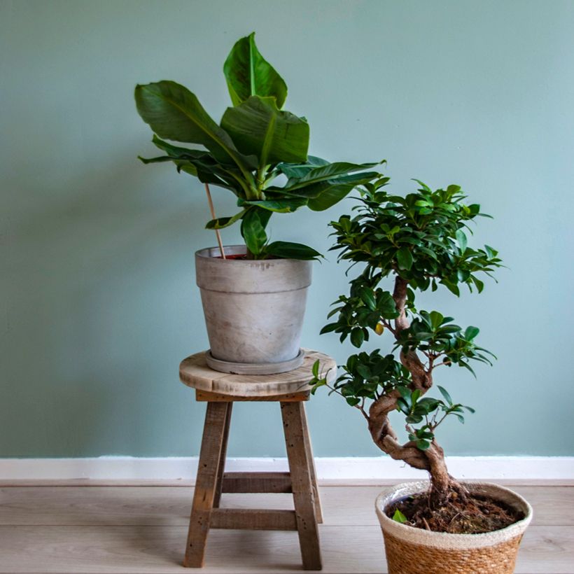 Musa acuminata - Bananier (Port)